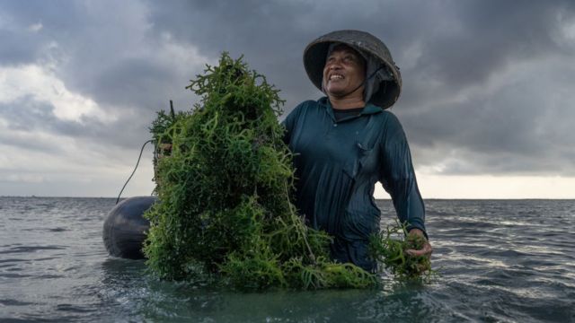 印尼海藻养殖工人