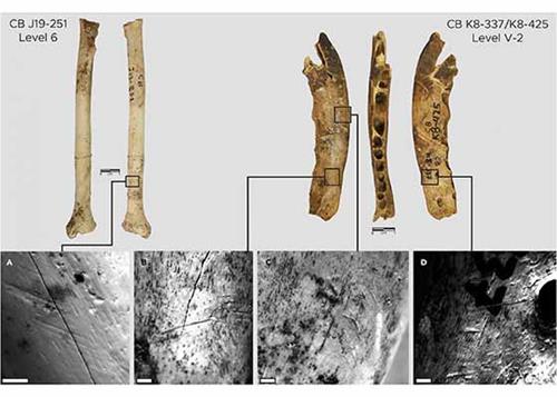 12万年前制衣工具出土　新证据不断挑战进化论