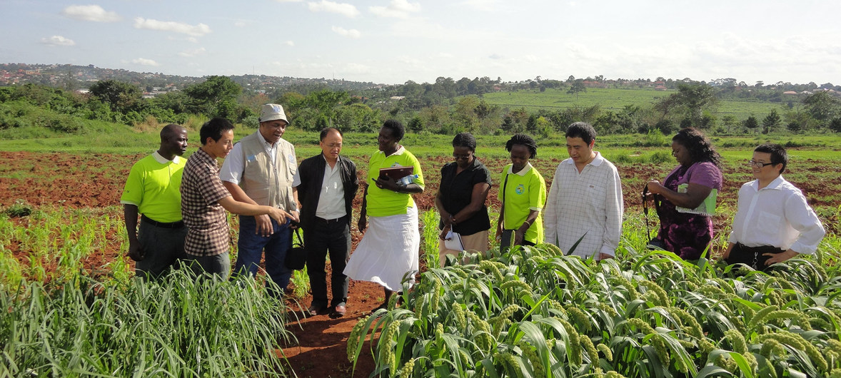 联合国粮农组织的南南合作项目促进了中国专家与乌干达农民之间的合作与知识共享。
