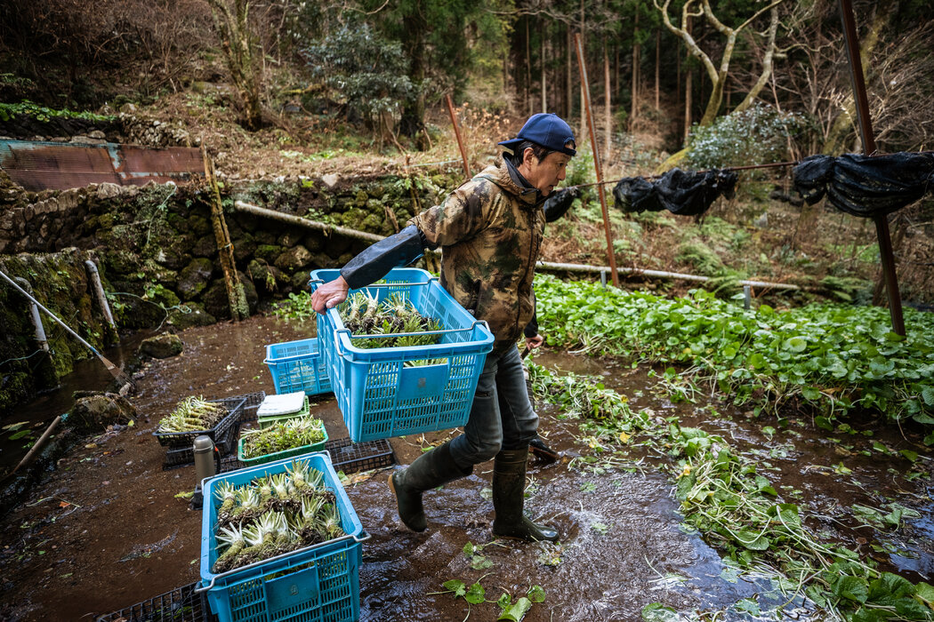 静冈县伊豆市的第三代农民浅田光泰在照料自己的作物。他担心气候变化正威胁着山葵的未来。