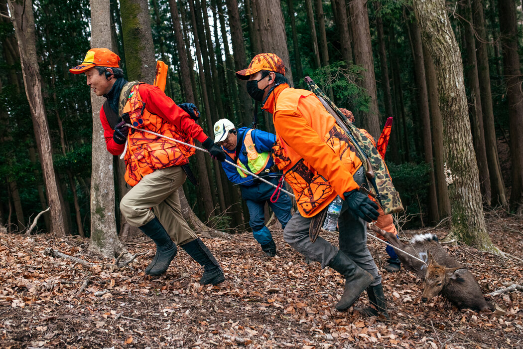 浅田光泰（右）在他的田地附近的森林里猎到一头母鹿。野猪和鹿对静冈县的山葵植物构成了日益严重的威胁。