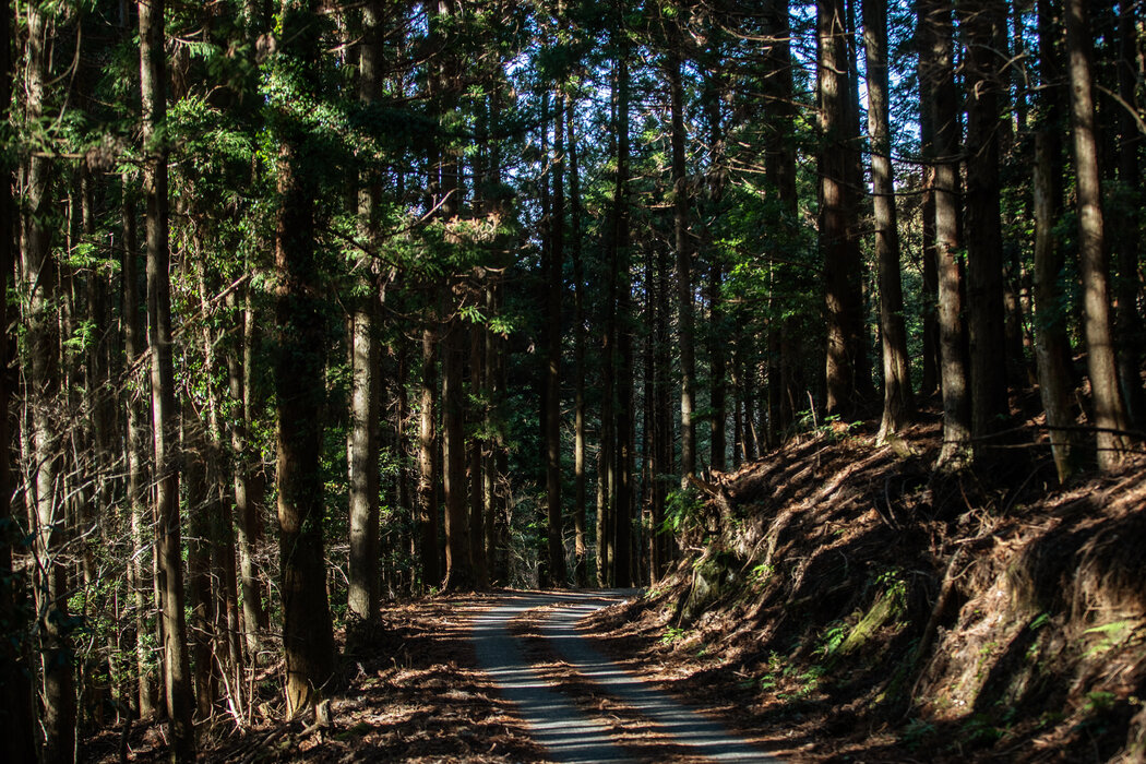 由于战后重建国家的木材政策，茂密的雪松林覆盖了静冈的山脉。