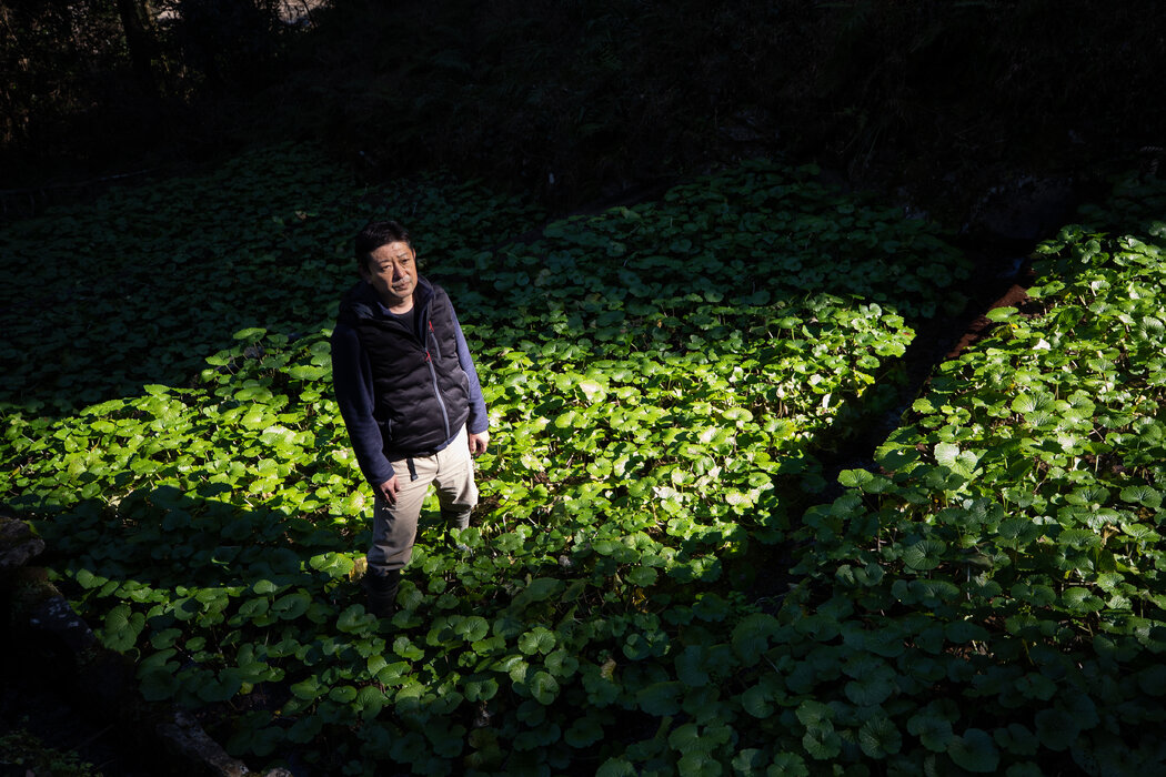 杉山春彦（音）在花了12年时间学习当地种植技术的每个步骤之后，最近在伊豆开始了自己的山葵种植作业。