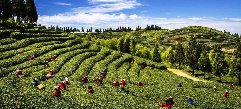 粮农组织认定中国三处“全球重要农业文化遗产”