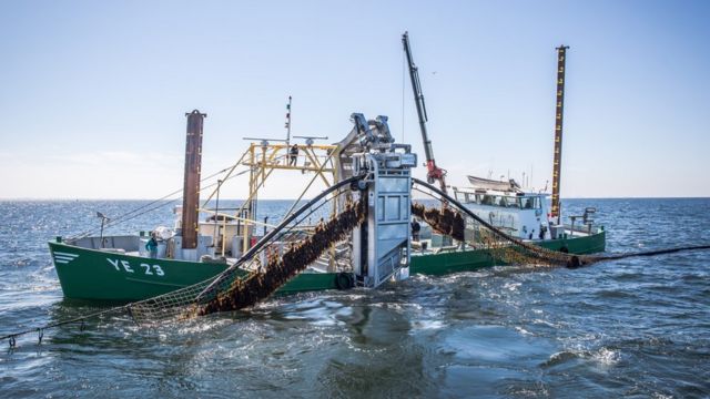 实验性的海藻养殖场里船上的机械臂在收获海藻