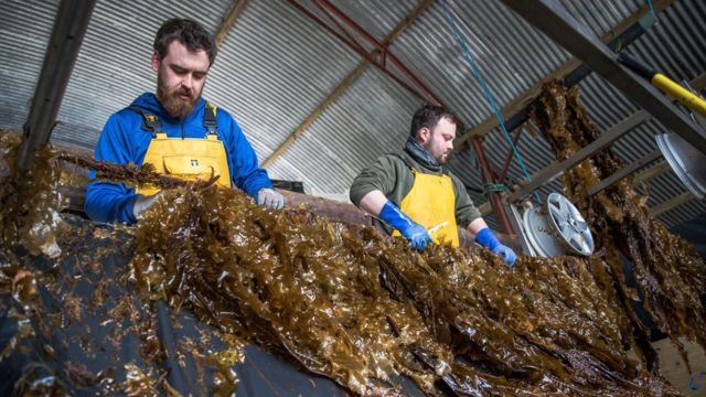 海藻公司在爱尔兰的加工厂