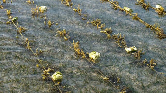 海洋污染：寿司紫菜海藻中隐藏的危险