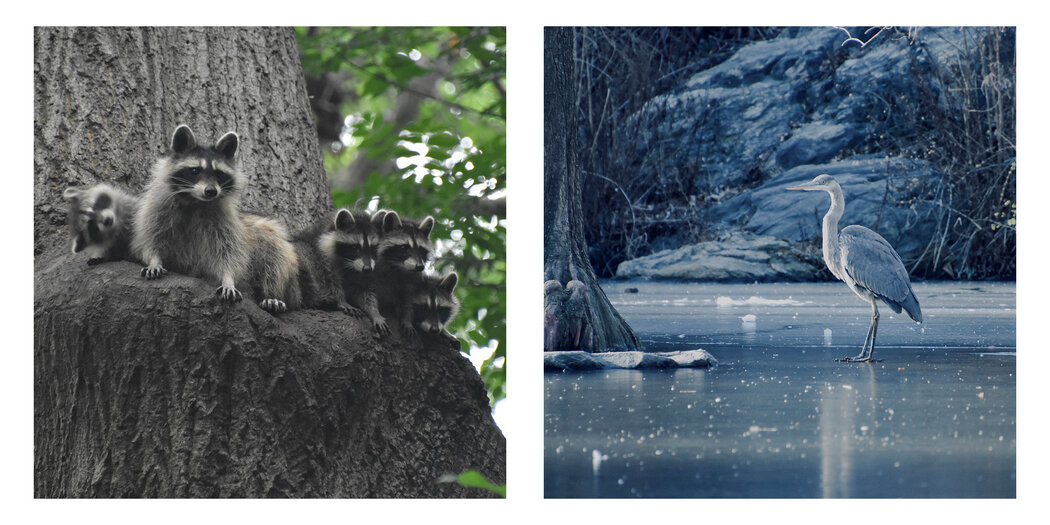 一只浣熊和它的四个宝宝，还有一只大蓝鹭在公园池塘里。