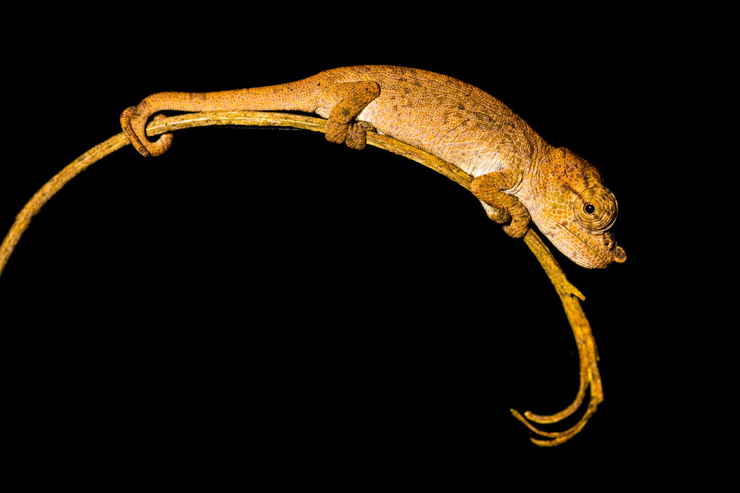 大约有一半的已知变色龙物种能在马达加斯加找到。