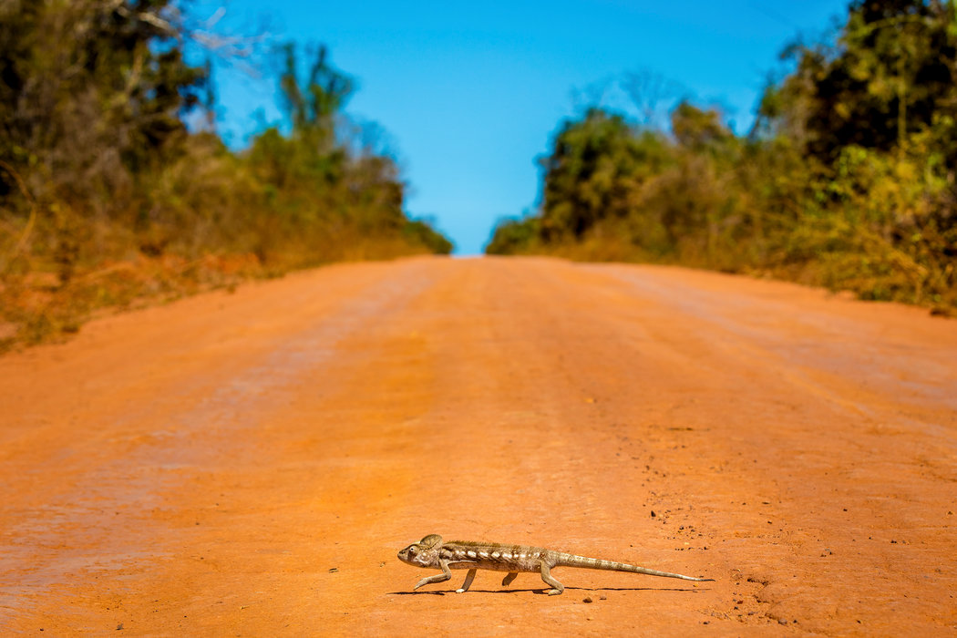 一只在马达加斯加西部过马路的变色龙。
