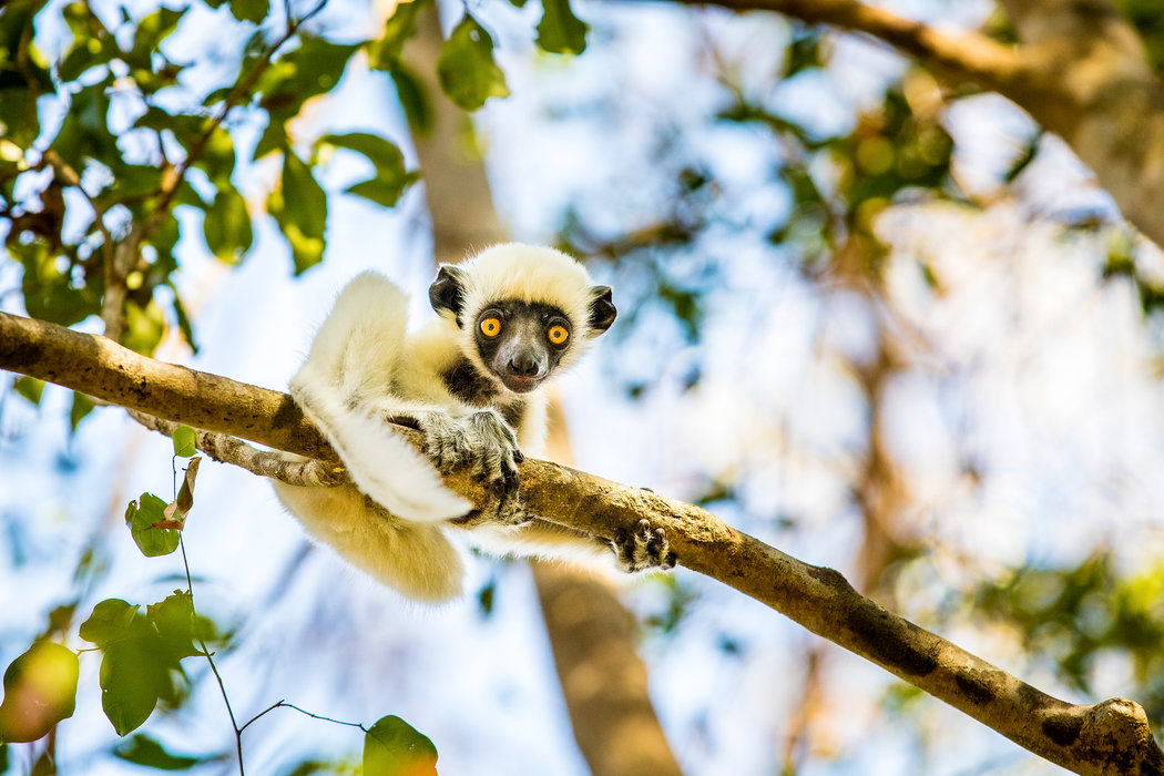 这种德肯狐猴生活在马达加斯加西部干燥的落叶林内。