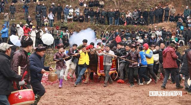 贵州从江岜扒村：传统民间斗牛文化活动在牛塘举行