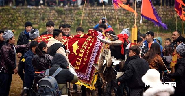 贵州从江岜扒村：传统民间斗牛文化活动在牛塘举行