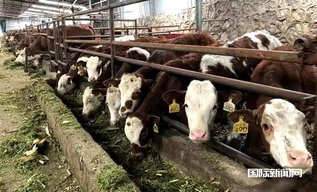 贵州六盘水肉牛养殖项目：打造高端雪花牛肉，引领市场新潮流！