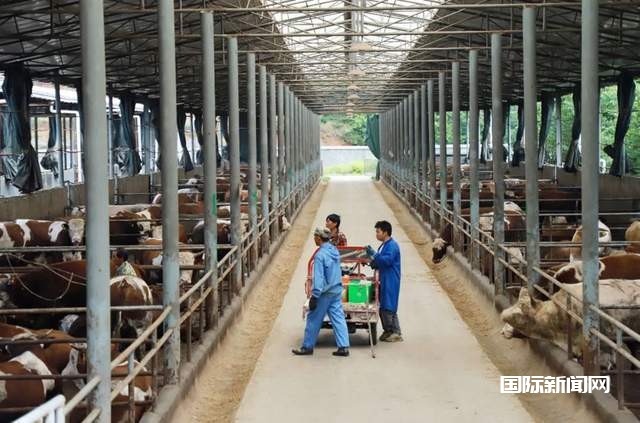 贵州六盘水肉牛养殖项目：打造高端雪花牛肉，引领市场新潮流！